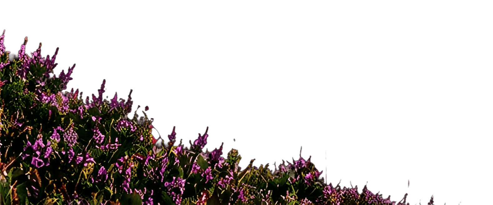 Vibrant purple flowers against a green background.