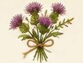 Thistle bouquet tied with a ribbon.